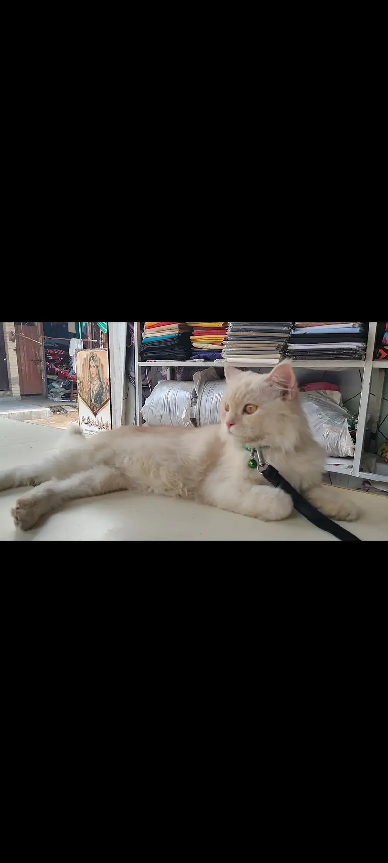 Persian cat female — photo 2