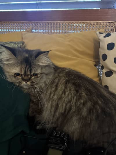 Extremely playful beautiful Persian cat