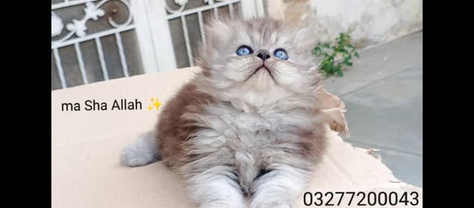 pure pershion more thn  tripple coated punch face kitten