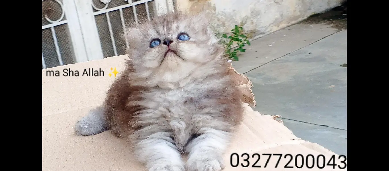 pure pershion more thn  tripple coated punch face kitten — photo 2
