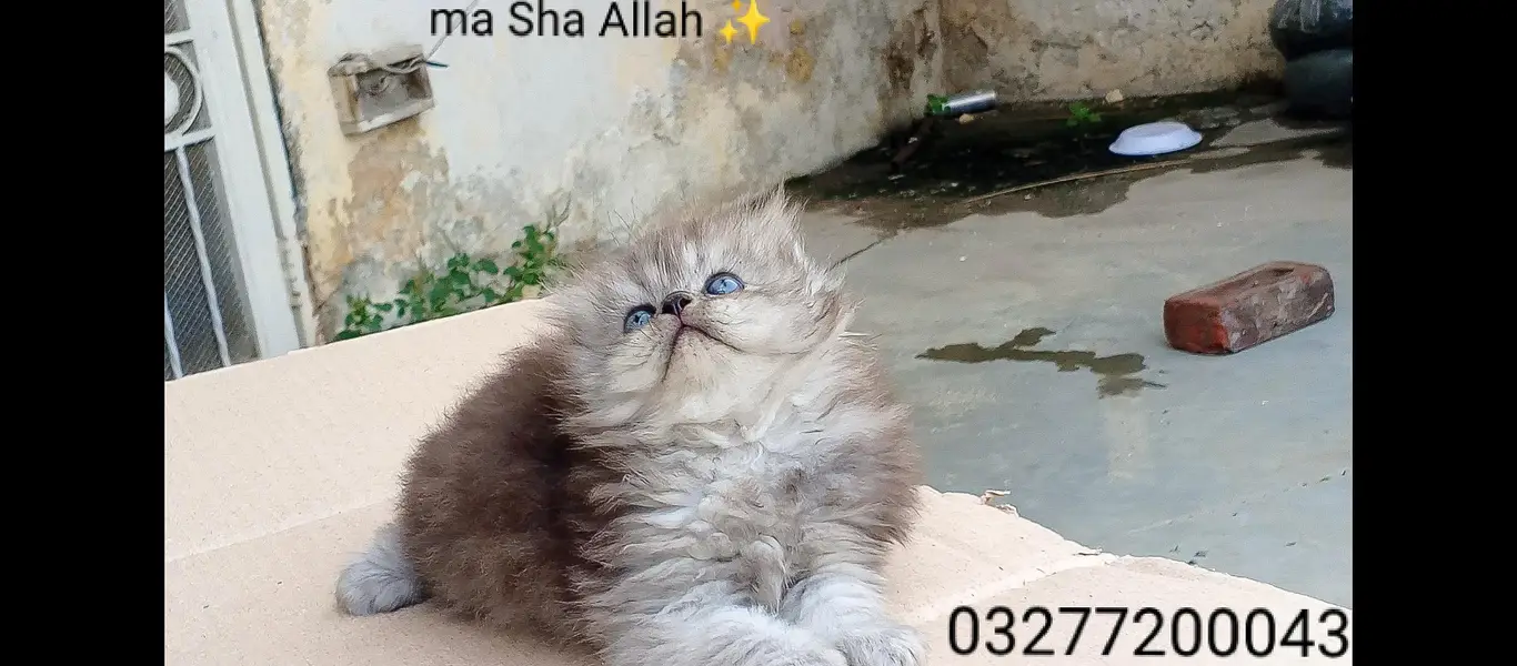 pure pershion more thn  tripple coated punch face kitten — photo 4