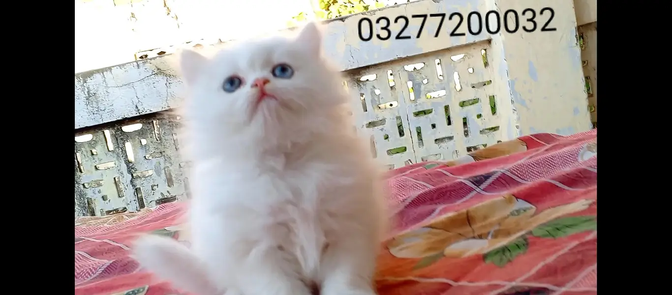 pure pershion more thn  tripple coated punch face kitten — photo 8
