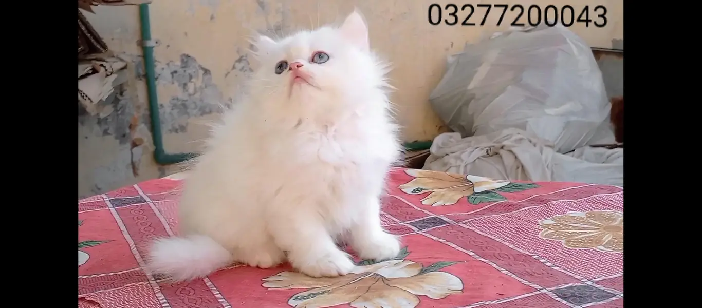 pure pershion more thn  tripple coated punch face kitten — photo 10