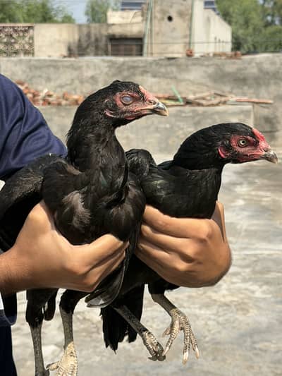 4 female for sale different rate