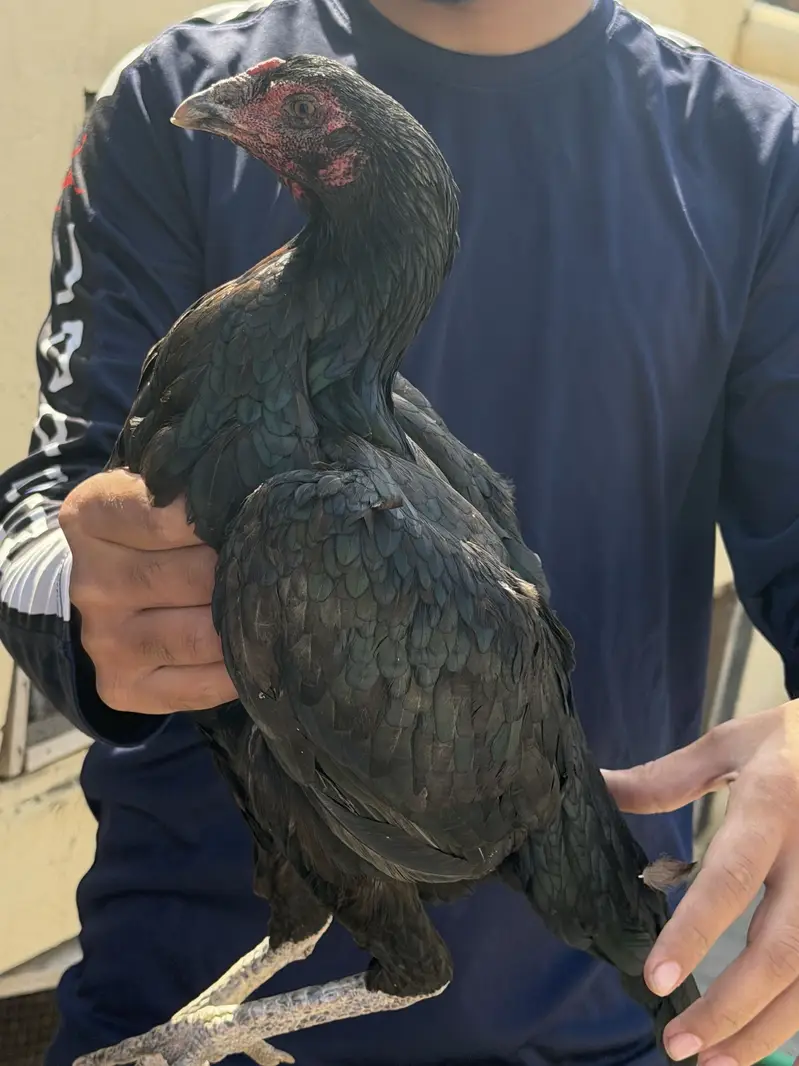 4 female for sale different rate — photo 3