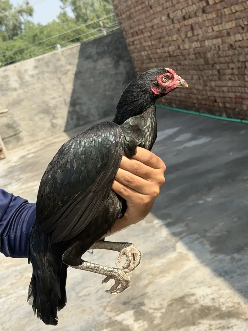 4 female for sale different rate — photo 4