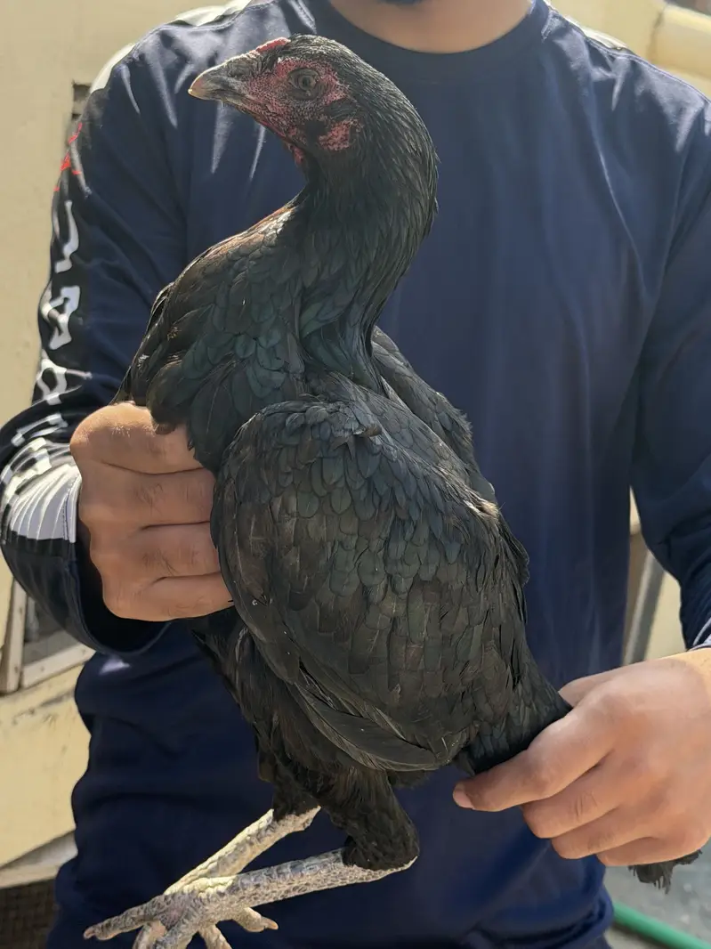 4 female for sale different rate — photo 5