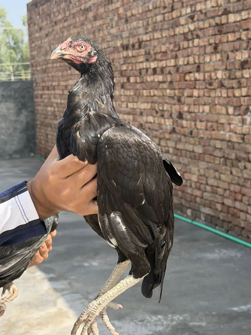4 female for sale different rate — photo 6