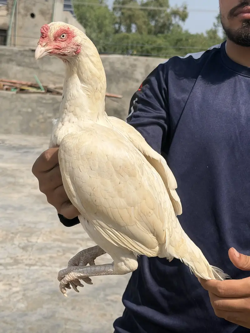 4 female for sale different rate — photo 7
