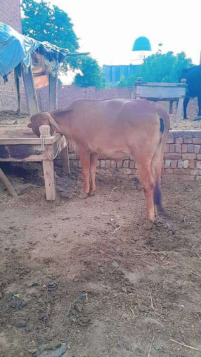 Cow and Heifer for sale