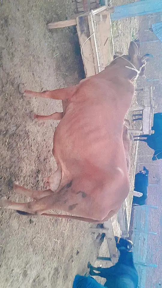 Cow and Heifer for sale — photo 2