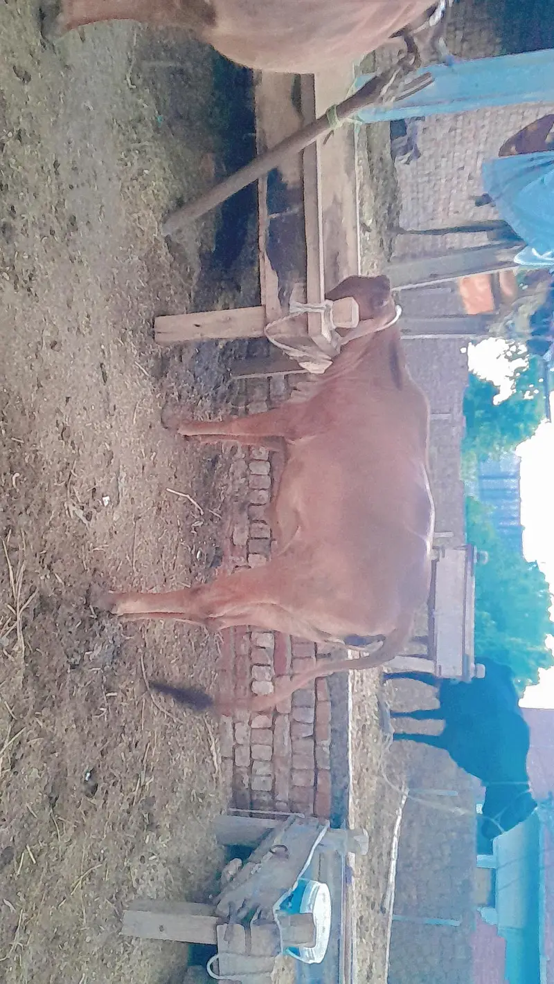 Cow and Heifer for sale — photo 3