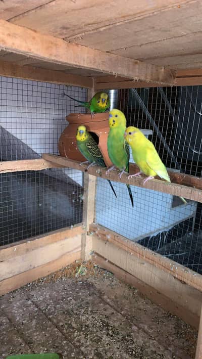 Australian parrot for sale budgies 03006400143