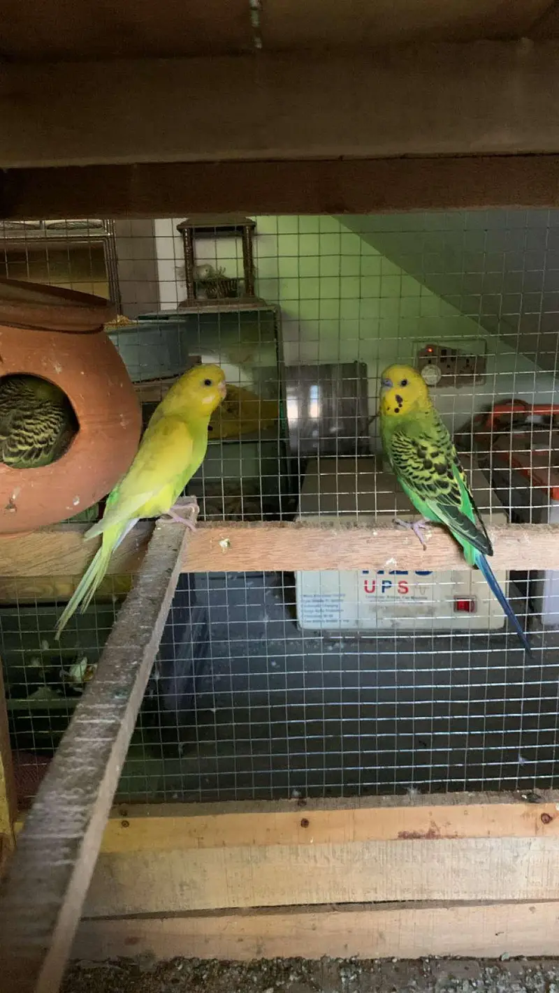 Australian parrot for sale budgies 03006400143 — photo 2