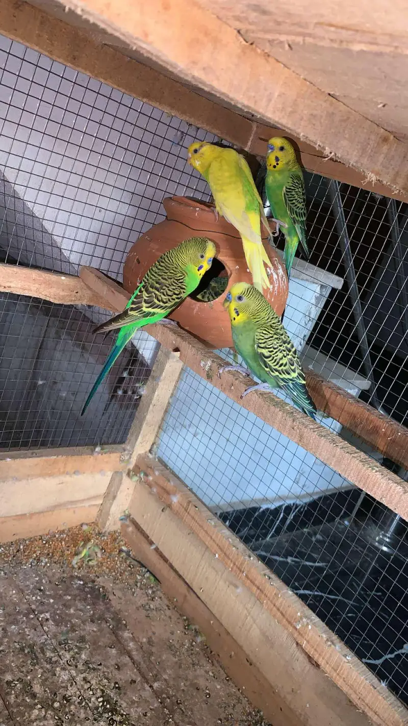 Australian parrot for sale budgies 03006400143 — photo 3