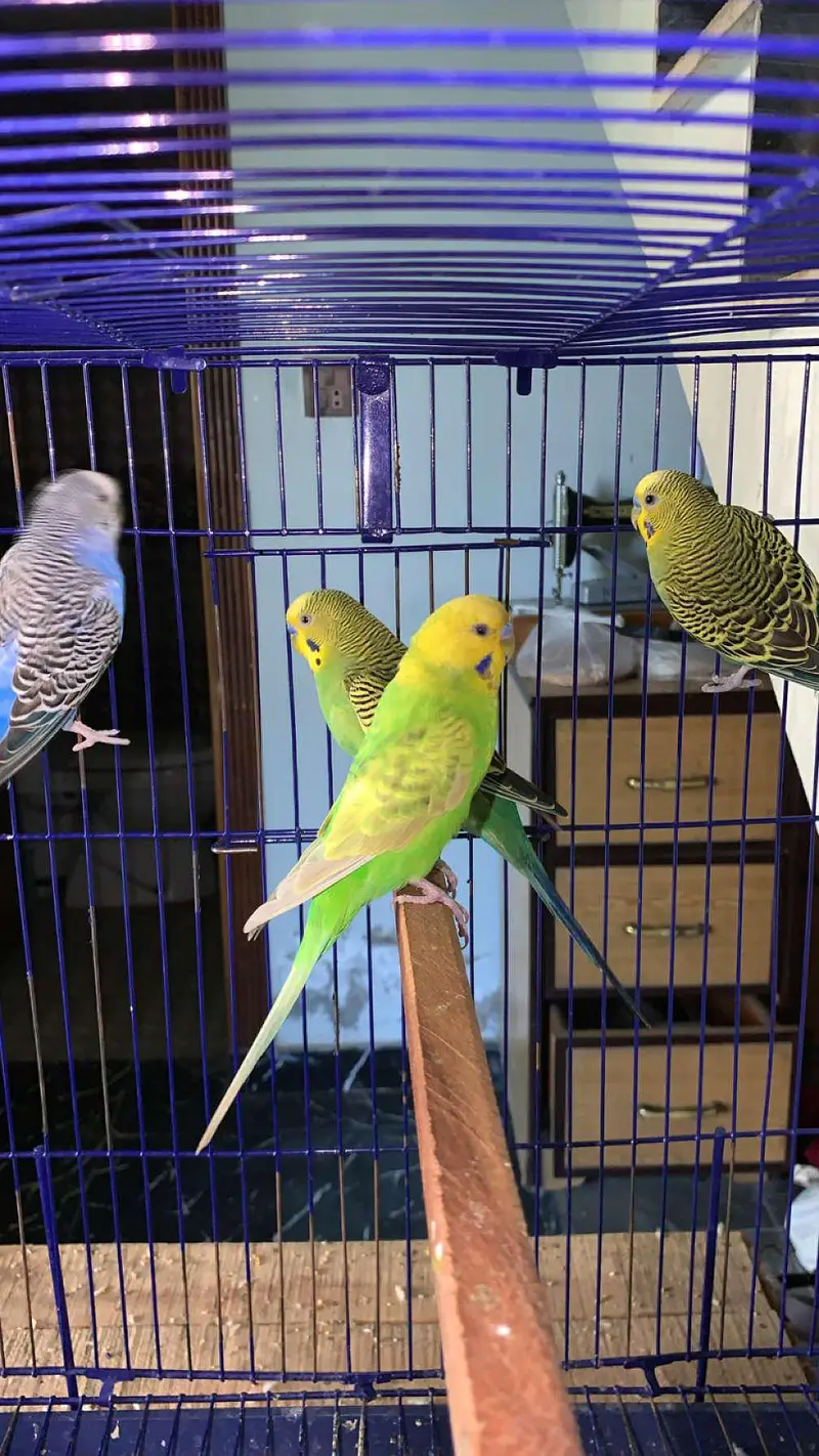 Australian parrot for sale budgies 03006400143 — photo 4