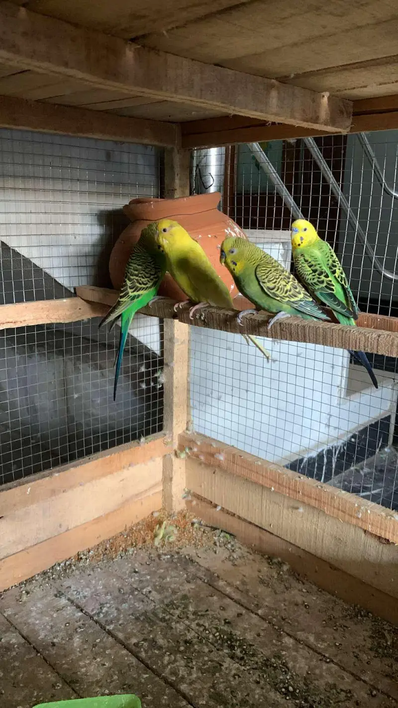Australian parrot for sale budgies 03006400143 — photo 5
