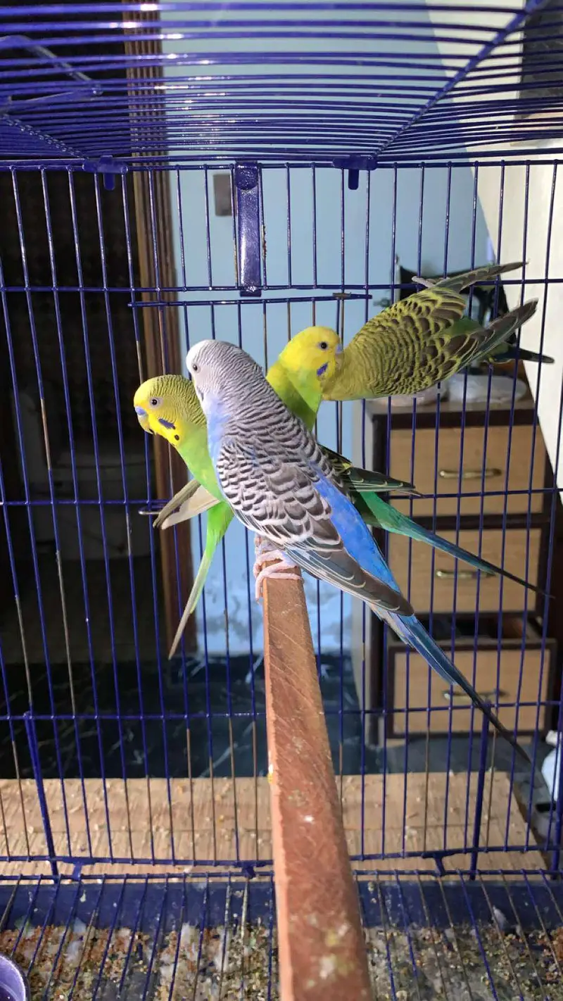 Australian parrot for sale budgies 03006400143 — photo 6