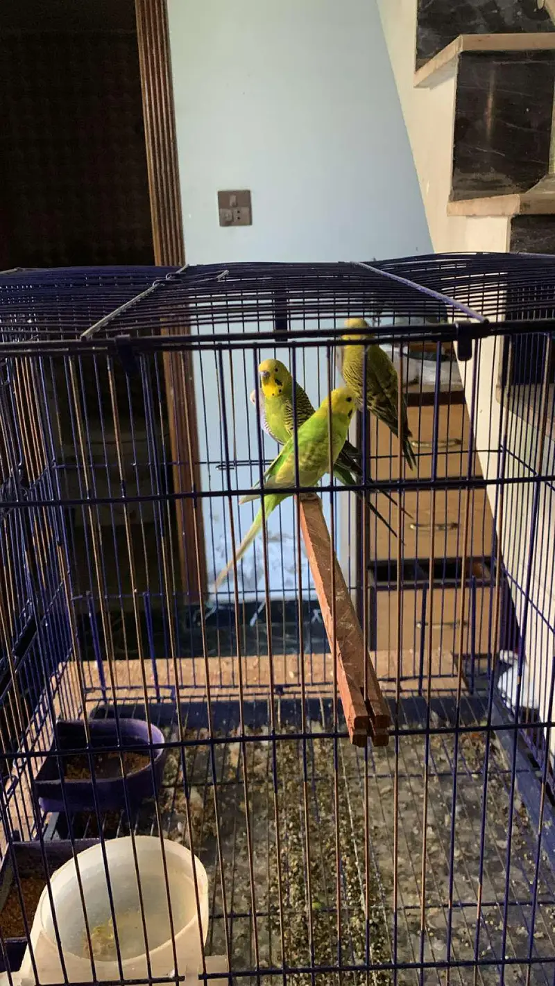 Australian parrot for sale budgies 03006400143 — photo 7