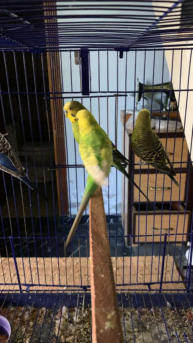 Australian parrot for sale budgies 03006400143 — photo 8