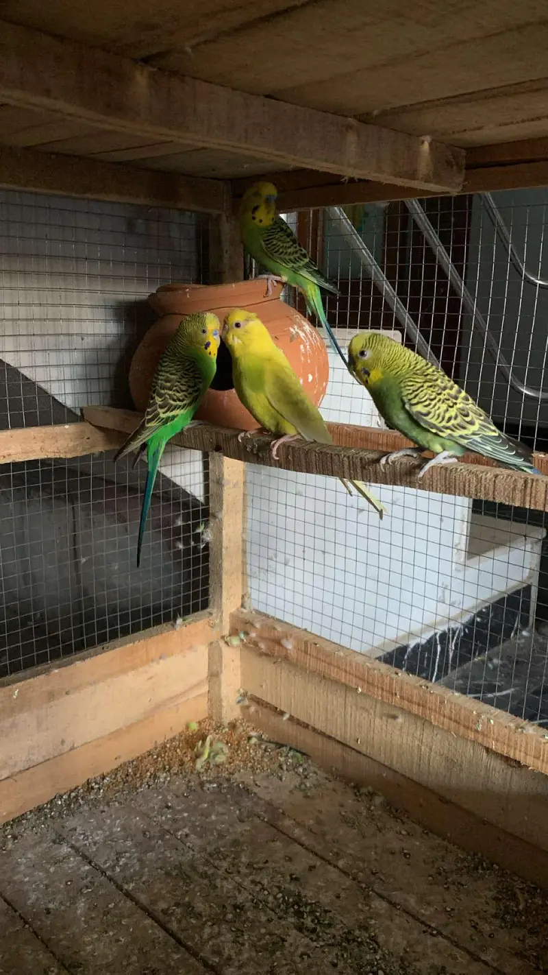Australian parrot for sale budgies 03006400143 — photo 9