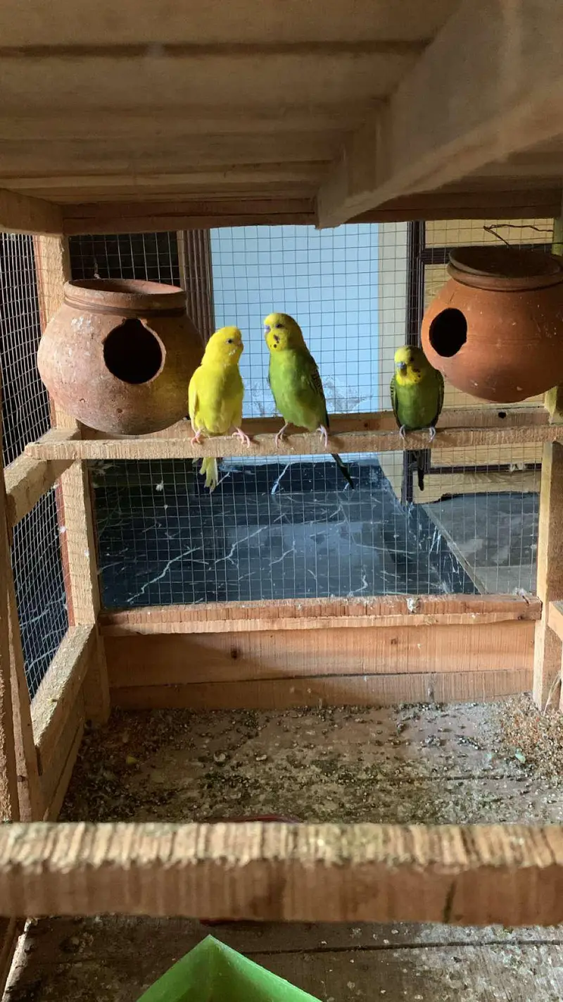 Australian parrot for sale budgies 03006400143 — photo 10