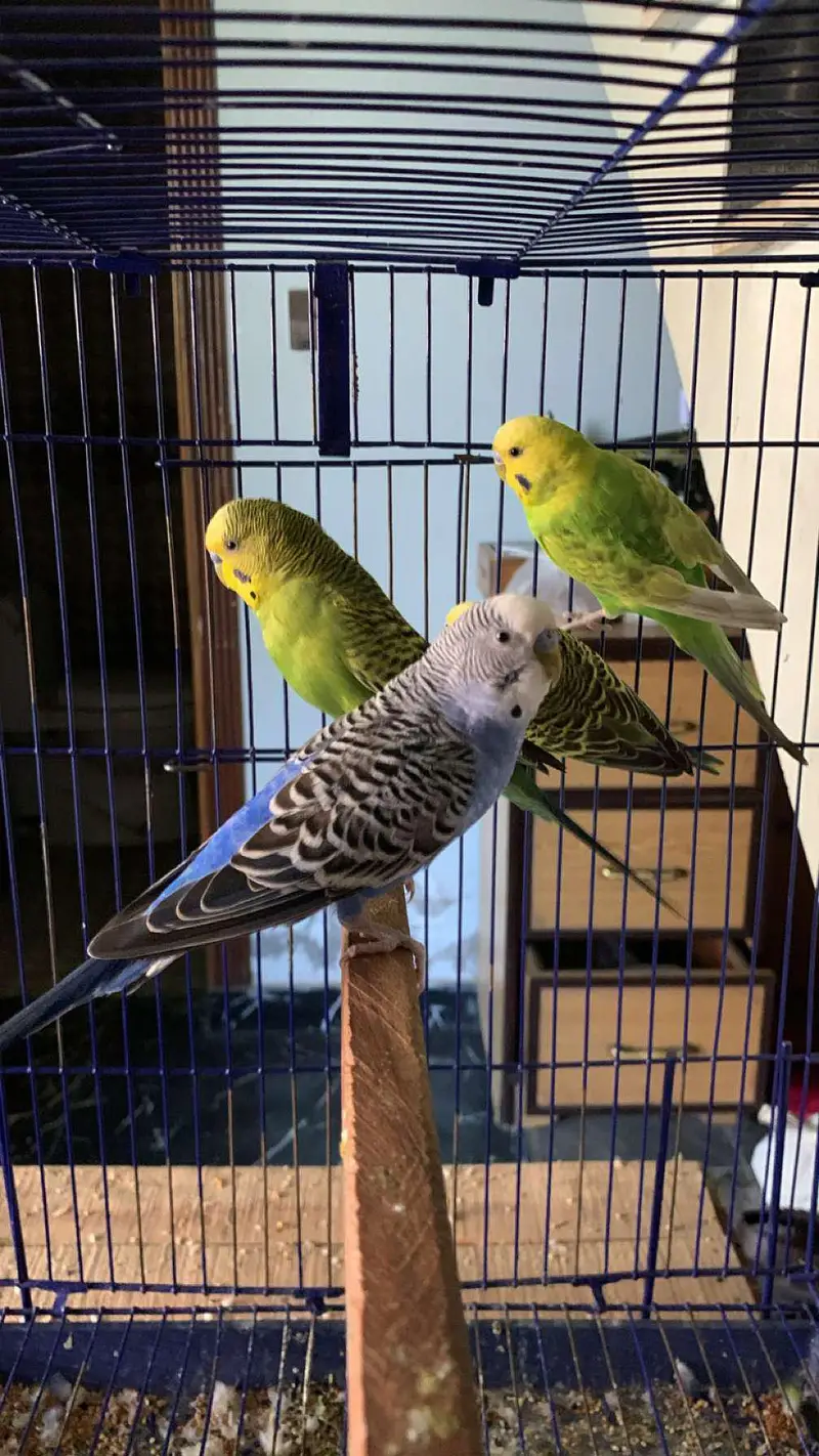 Australian parrot for sale budgies 03006400143 — photo 11