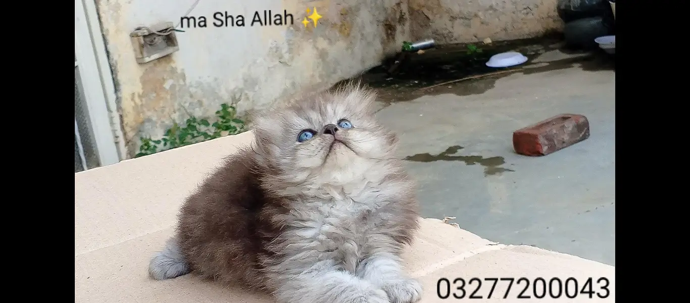 pure pershion tripple coated punch face kittens — photo 6