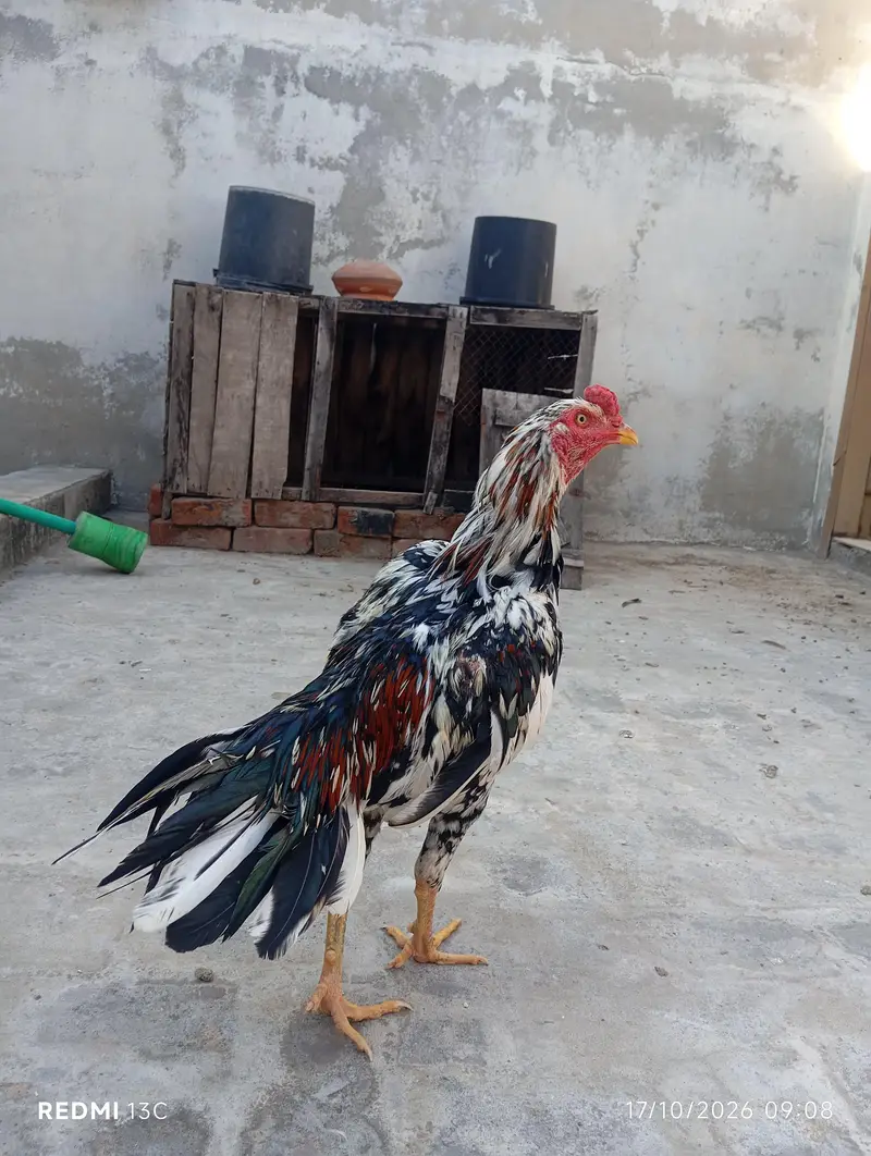 Aseel murgay — photo 6