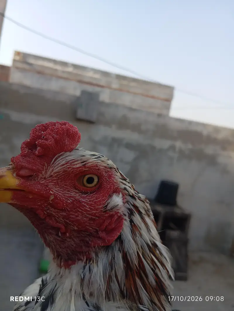 Aseel murgay — photo 8