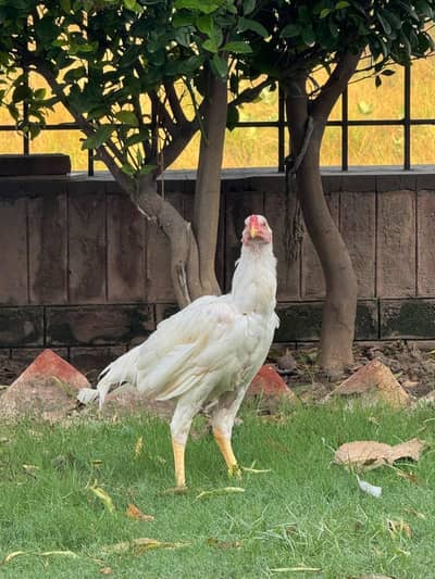 Hira Shamo Murghay Sale -2 Male +2 female- 2 pairs-3 months old