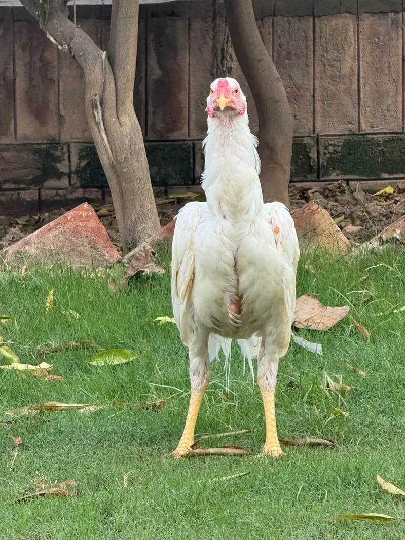 Hira Shamo Murghay Sale -2 Male +2 female- 2 pairs-3 months old — photo 2