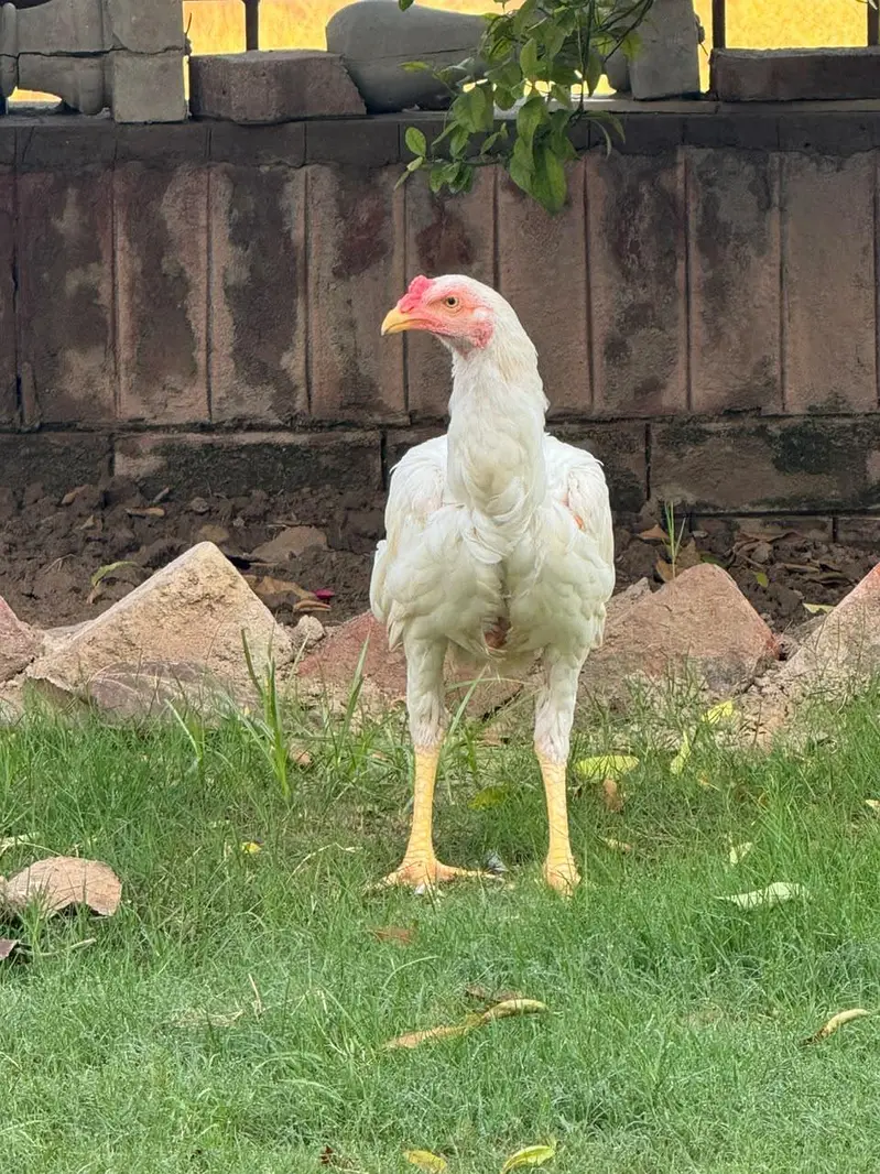 Hira Shamo Murghay Sale -2 Male +2 female- 2 pairs-3 months old — photo 3