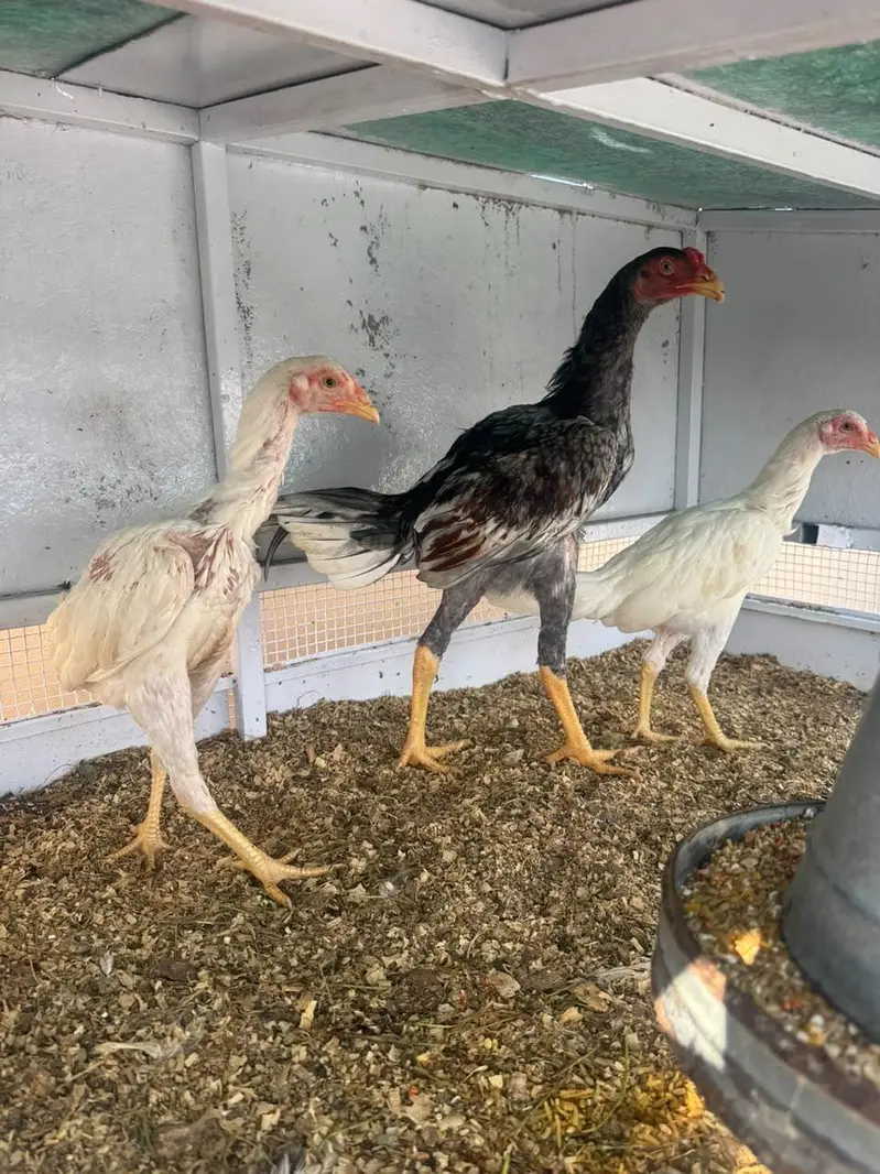 Hira Shamo Murghay Sale -2 Male +2 female- 2 pairs-3 months old — photo 4