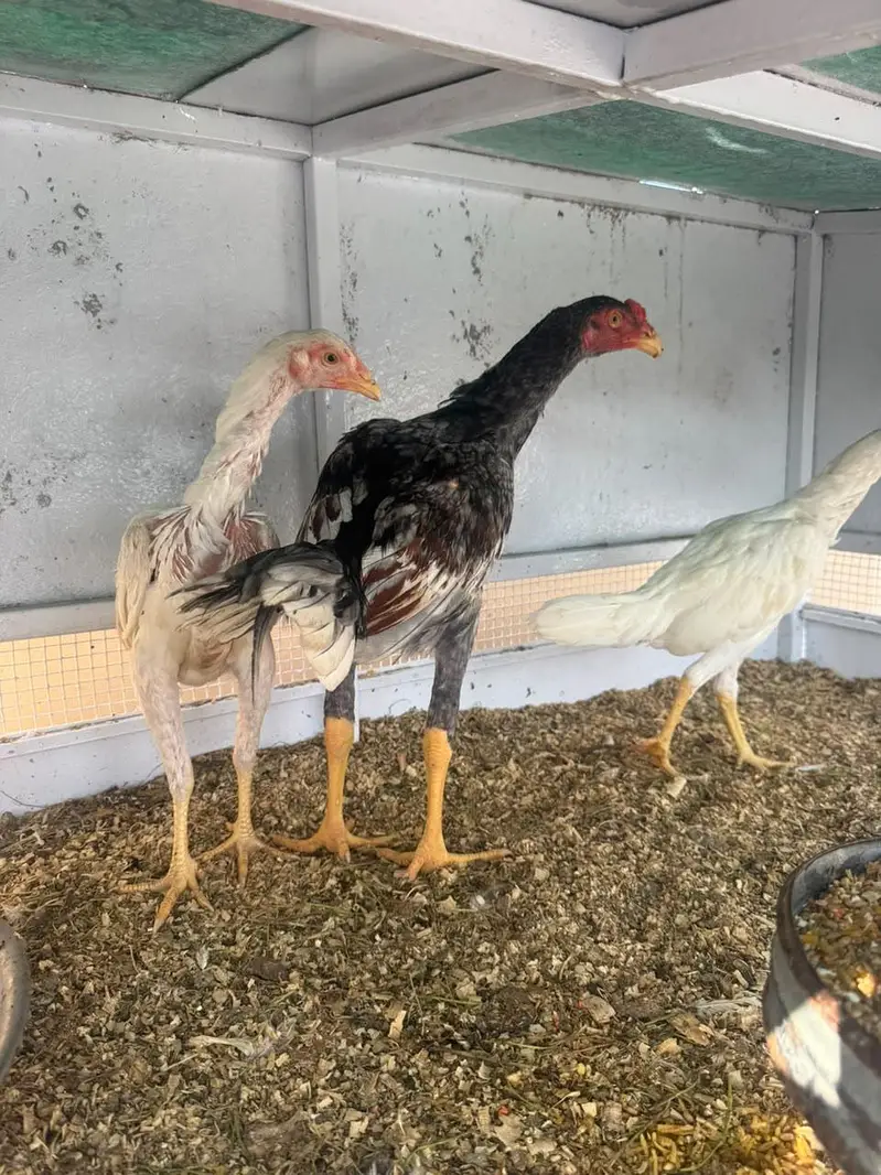 Hira Shamo Murghay Sale -2 Male +2 female- 2 pairs-3 months old — photo 5