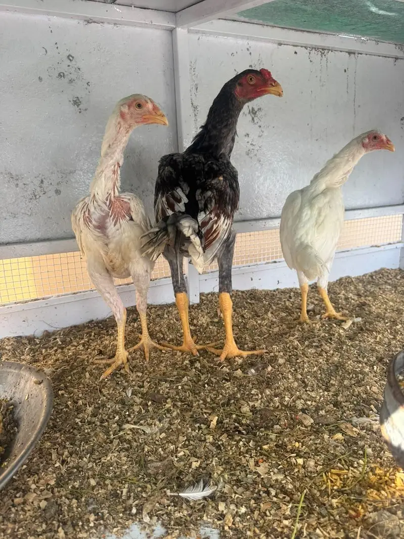 Hira Shamo Murghay Sale -2 Male +2 female- 2 pairs-3 months old — photo 6