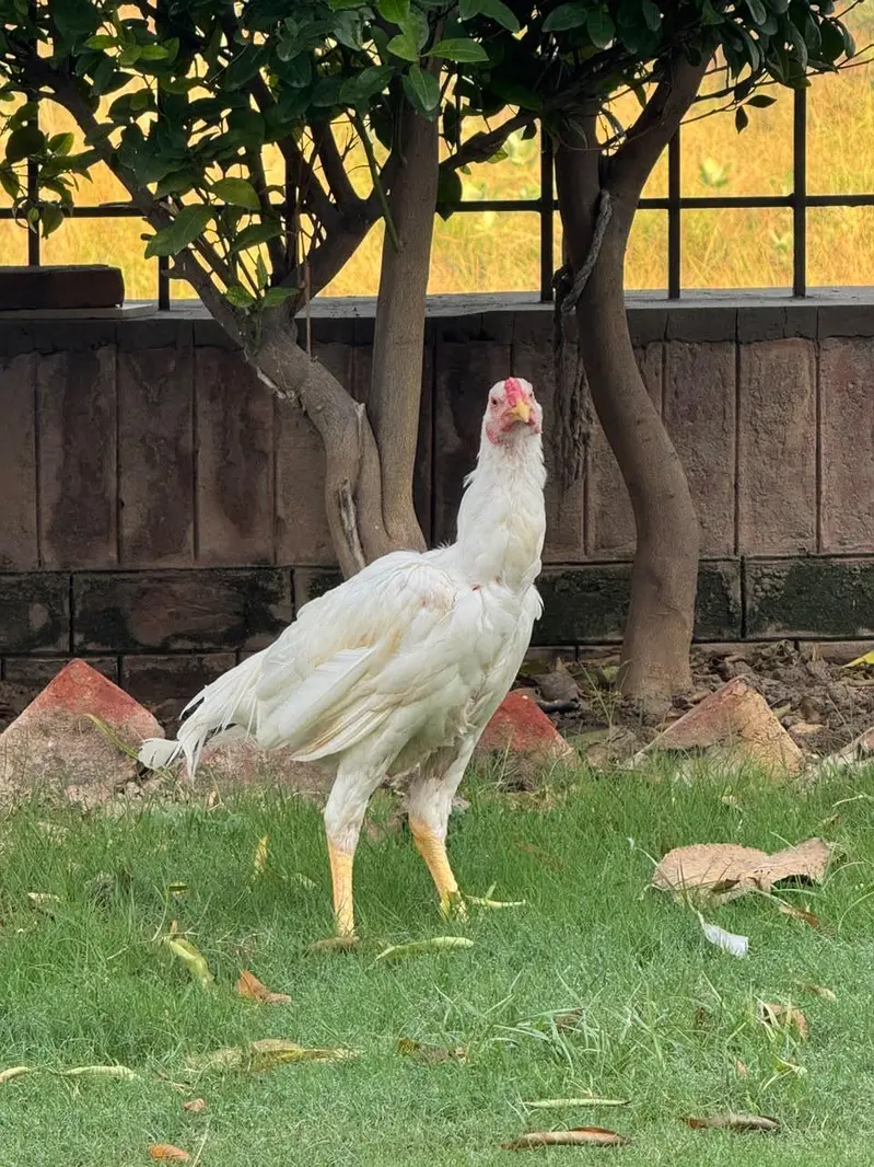 Hira Shamo Murghay Sale -2 Male +2 female- 2 pairs-3 months old — photo 7