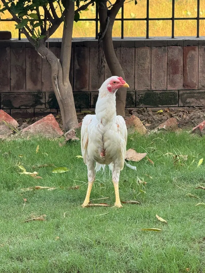 Hira Shamo Murghay Sale -2 Male +2 female- 2 pairs-3 months old — photo 8