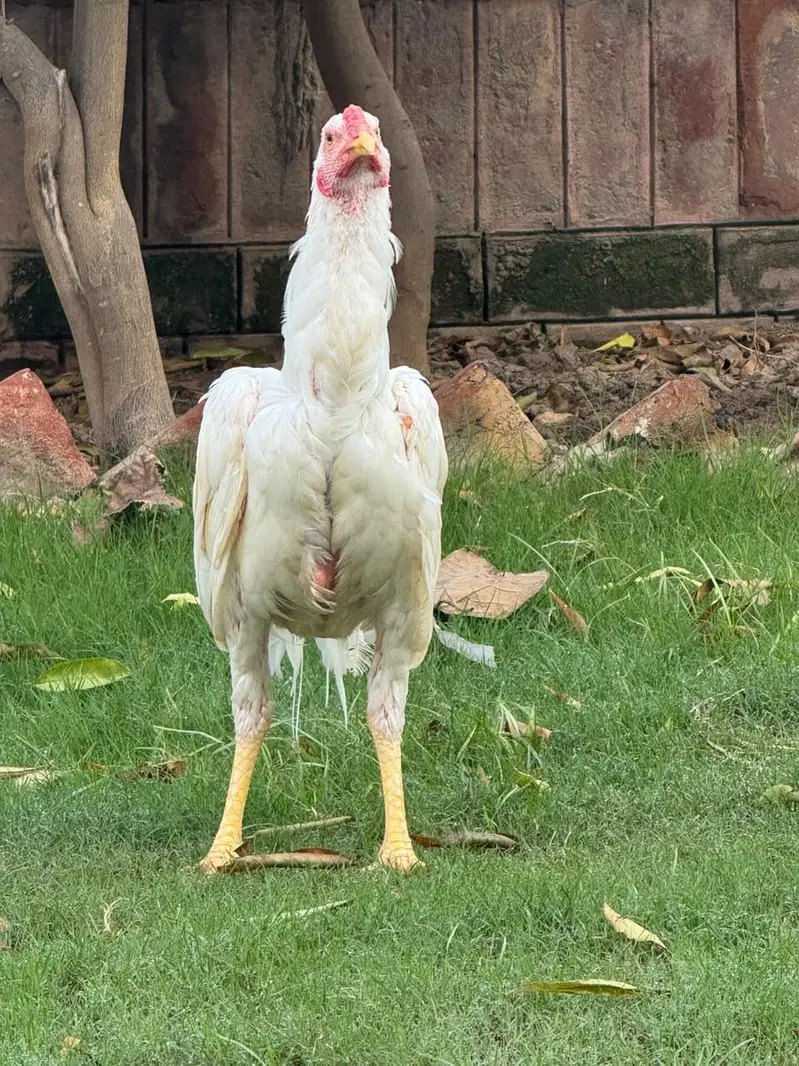 Hira Shamo Murghay Sale -2 Male +2 female- 2 pairs-3 months old — photo 9