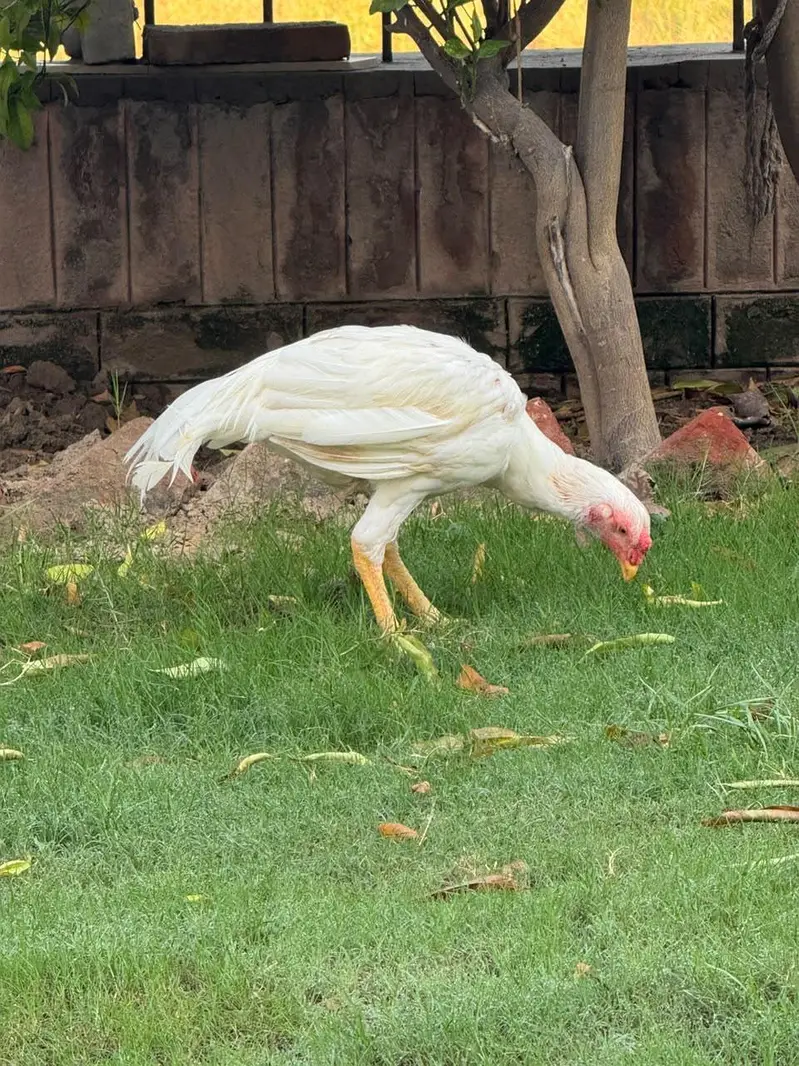 Hira Shamo Murghay Sale -2 Male +2 female- 2 pairs-3 months old — photo 10