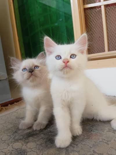 Persian Kittens for Sale