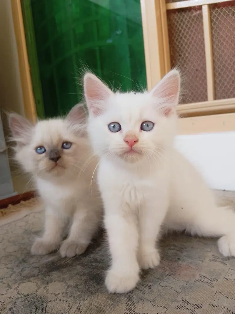Persian Kittens for Sale — photo 2