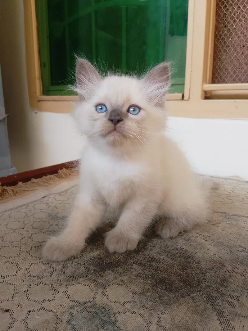 Persian Kittens for Sale — photo 3