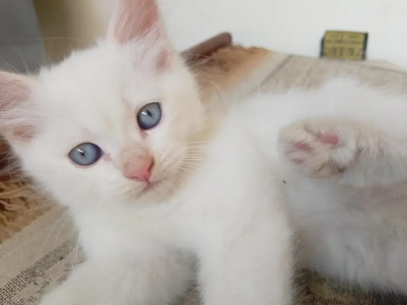 Persian Kittens for Sale — photo 4
