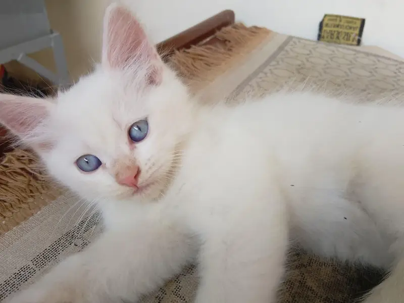 Persian Kittens for Sale — photo 6