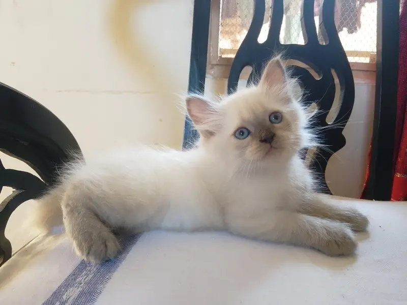 Persian Kittens for Sale — photo 7