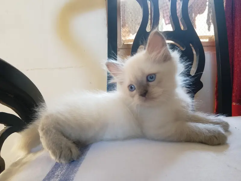 Persian Kittens for Sale — photo 8