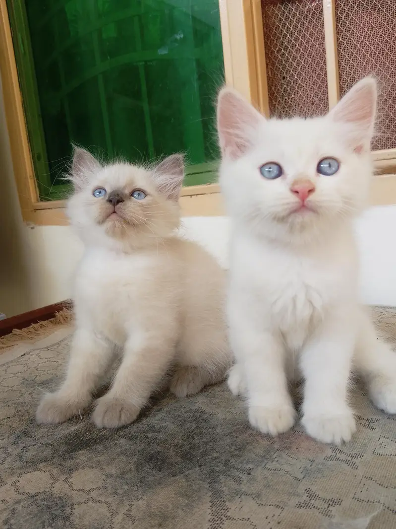 Persian Kittens for Sale — photo 9