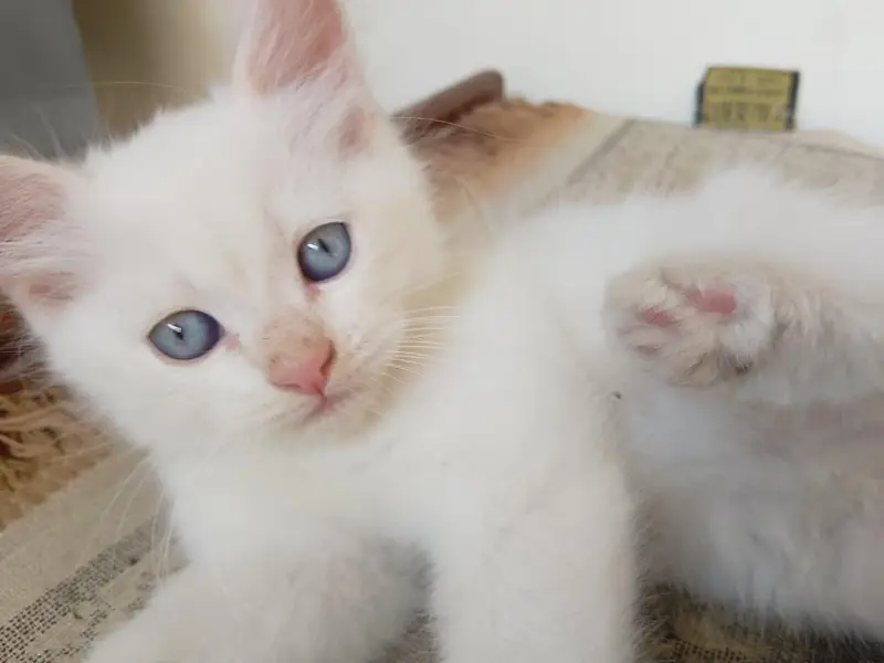 Persian Kittens for Sale — photo 10