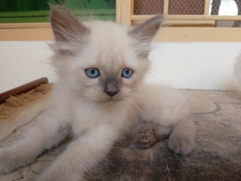 Persian Kittens for Sale — photo 11